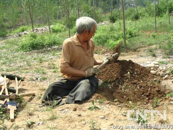 无腿老人的光荣梦想 不辞艰辛植树三千