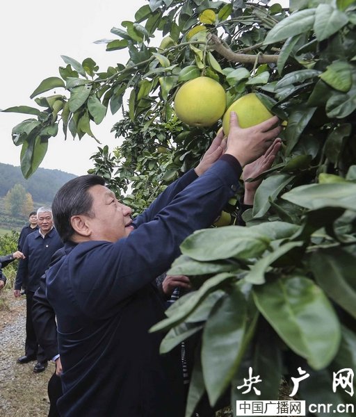 习近平赴湘西调研 摘柚子称“这是技术活”(图)